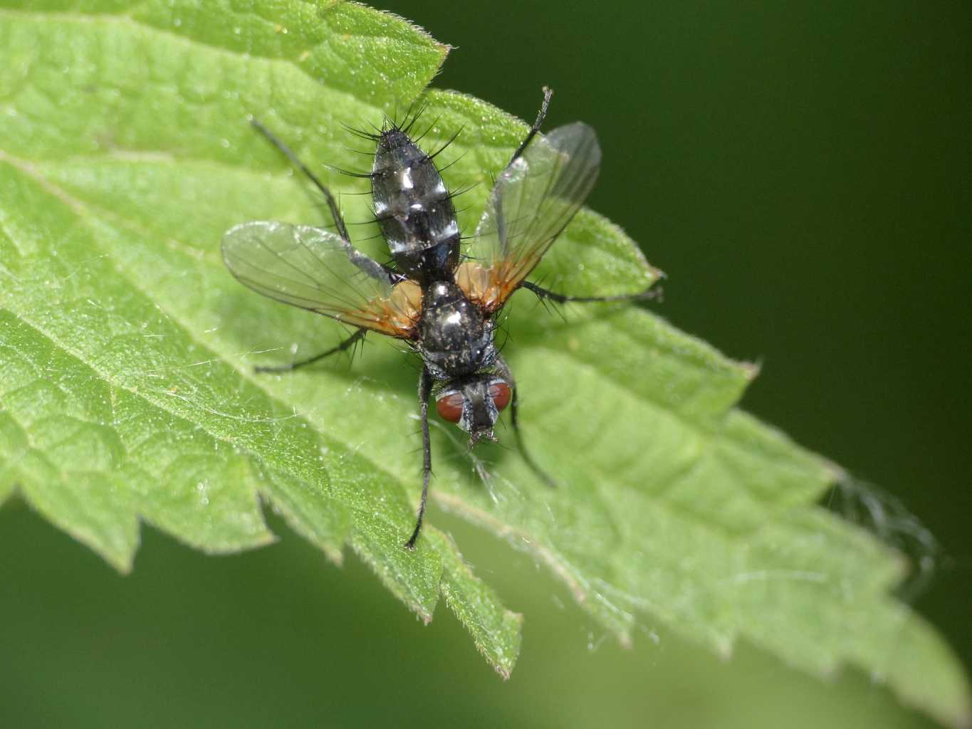 Tachinidae nero: Phyllomya sp.